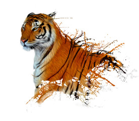 tiger splash - obrazy, fototapety, plakaty