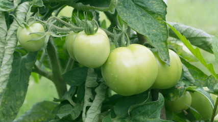 Branch of green tomatoes growing in the garden