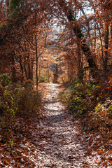 A path to autumn foliage in the forest	