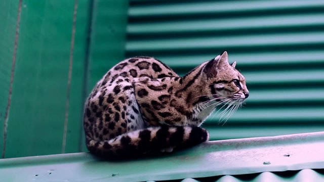 Ocelote