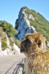 Rock Of Gibraltar & Barbary Ape