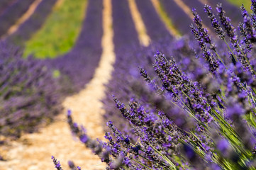 Lavender flower blooming scented fields in endless rows. Valenso