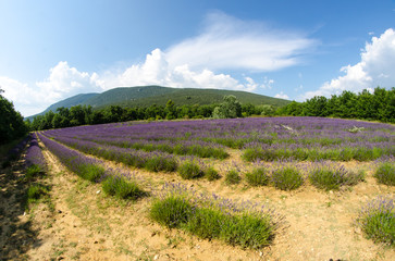 Fototapeta na wymiar Lavender flower blooming scented fields in endless rows. Valenso