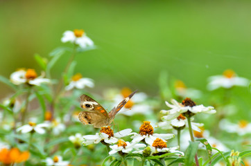 butterfly on daisies in springtime