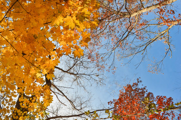 Maple leaves in autumn colors and clear blue sky