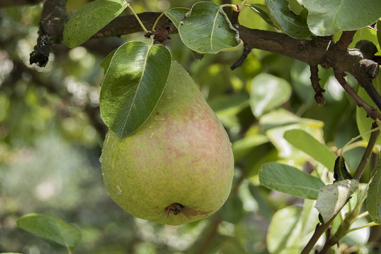 Pear on Tree