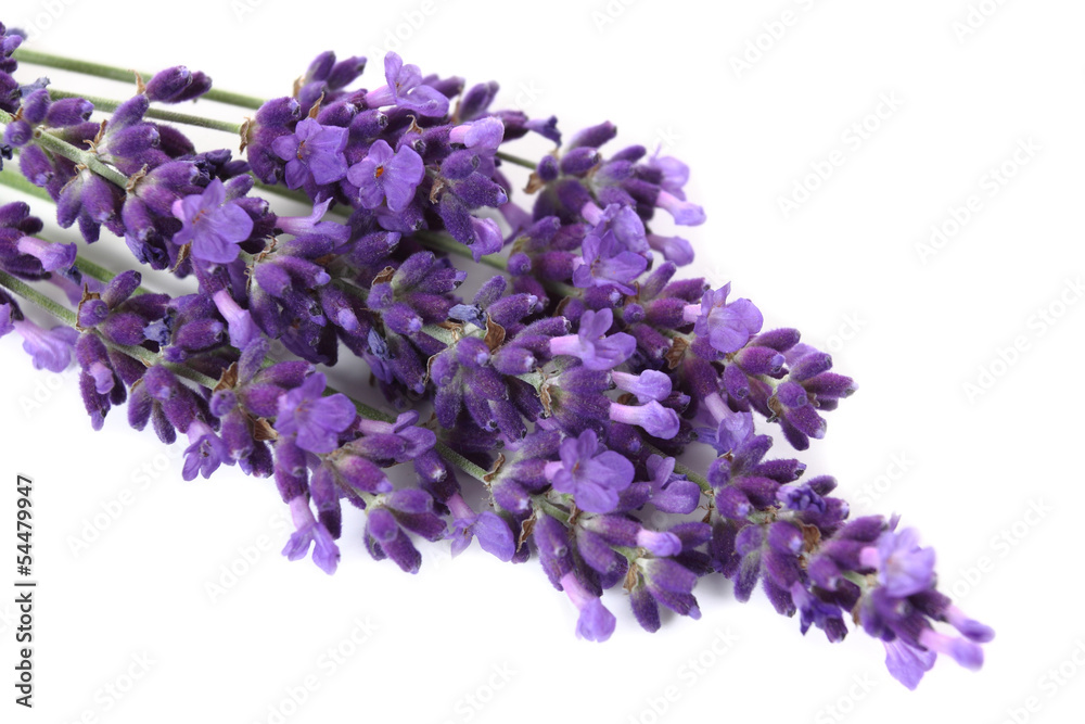 Poster Lavender