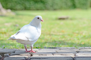 white pigeon