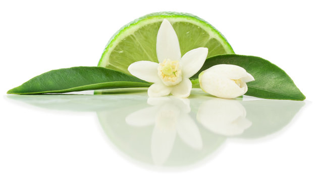 Lime And Blossom