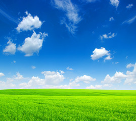 Obraz premium field