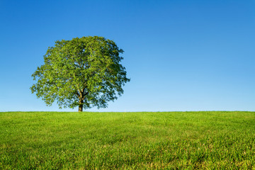 Green tree and blue sky - Powered by Adobe