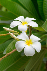 Frangipani flower - Plumeria