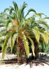 Obraz premium palm oasis