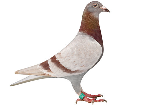 Racing Pigeon