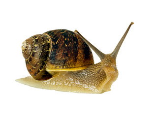 Snail isolated over white background