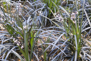 Black Mondo Grass with Flowers Closeup