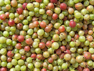 Stachelbeeren - Ribes uva-crispa