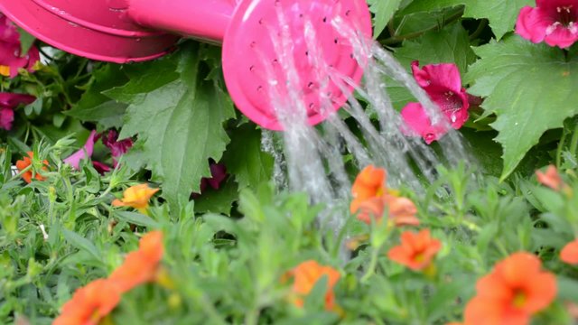 Gie&szlig;en von Sommerblumen