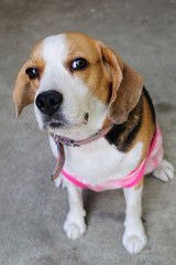 Portrait 's beagle puppy