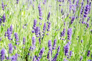 Fototapeta premium Spring field with lavender flowers