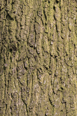 Bark background