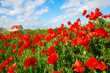 Naklejka premium Wohnen im Grünen bei Feld mit Mohnblumen