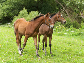 Naklejka na ściany i meble Couple of sporthorse foals on meadow