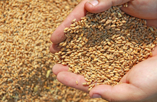 Wheat in a hand - good harvest