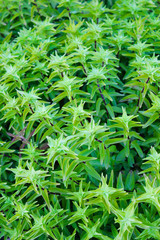 Green leafed plants