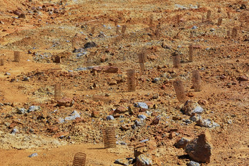 reforestation in arid soil and yellow iron excess