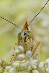 butterfly in the field
