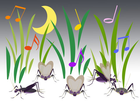 139 最適な 鈴虫 画像 ストック写真 ベクター Adobe Stock