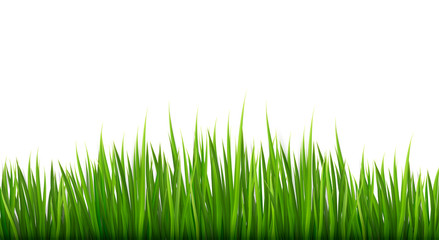 Nature background with green grass. Vector.