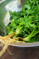 Coriander