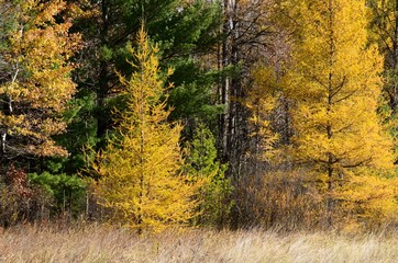 Yellow Tamaracks in Autumn