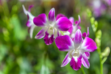 Fototapeta na wymiar Group of purple white orchid flowers