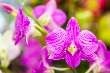 Group of purple white orchid flowers