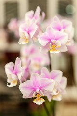 Group of white purple orchid flowers