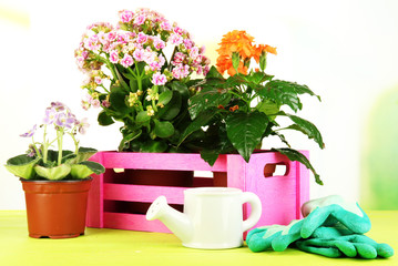 Beautiful flowers in pots on wooden table on natural background