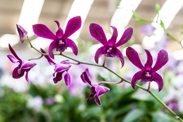 Group of purple orchid flowers