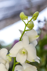Bunch of white orchid