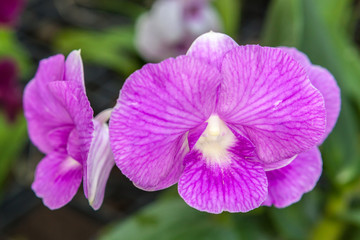 Group of purple orchid flowers