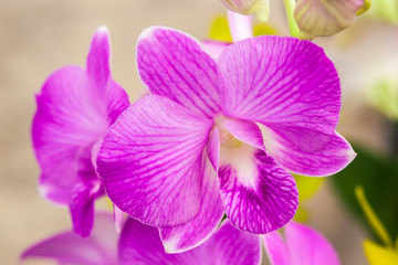 Obraz na płótnie Canvas Group of purple white orchid flowers
