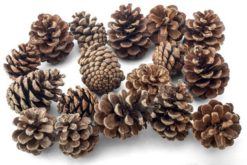Pine Cones