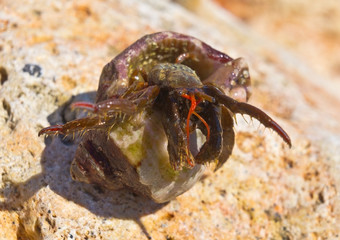 hermit crab