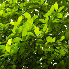 Fototapeta na wymiar Leaves