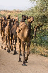 Camel at the Pushkar Fair , India