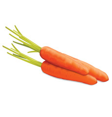 Carrots isolated on white. Vector illustration