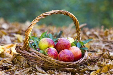 fresh apples in a basket in autumn garden