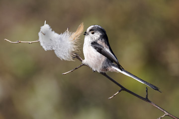 Long-tailed tit, Aegithalos caudatus